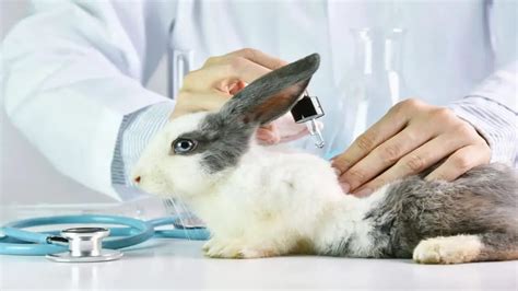 does dior do animal testing|dior greenwashing.